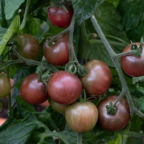 Tomato Rocola Chocolate Tomato Rocola Chocolate