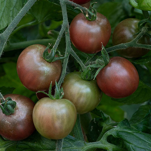 Tomato Rocola Chocolate Tomato Rocola Chocolate