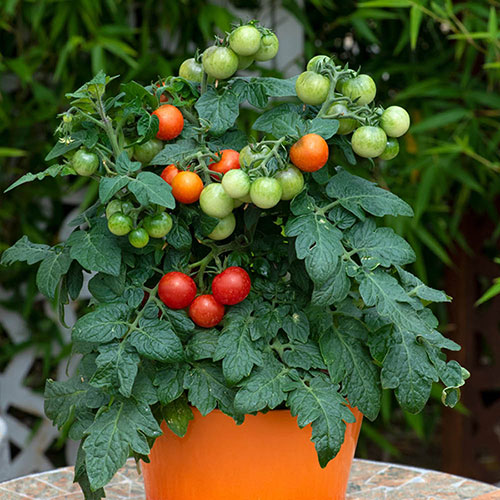 Tomato Red Veranda Tomato Red Veranda