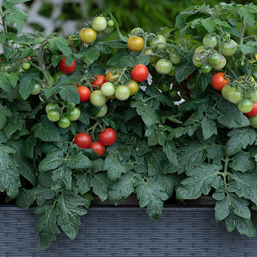 Tomato Red Veranda Tomato Red Veranda