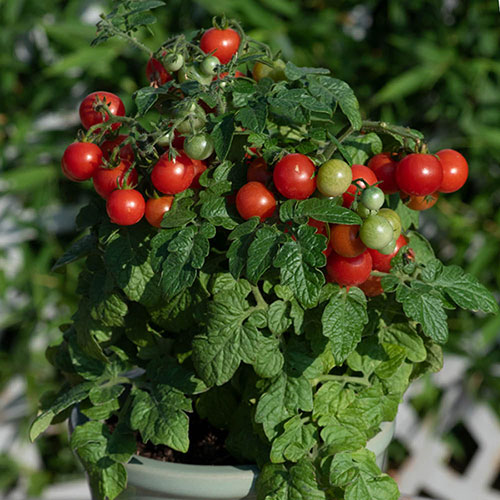 Tomato Red Veranda Tomato Red Veranda