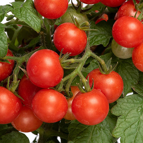 Tomato Red Veranda Tomato Red Veranda
