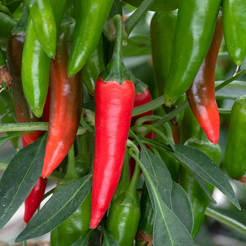 Pepper Jalapeno Pepper Jalapeno