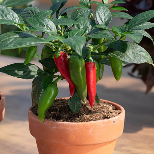 Pepper Jalapeno Pepper Jalapeno