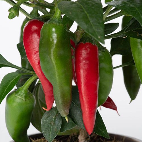 Pepper Jalapeno Pepper Jalapeno