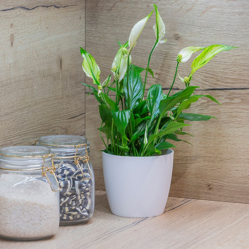 Peace Lily Spathiphyllum Cupido Peace Lily Spathiphyllum Cupido