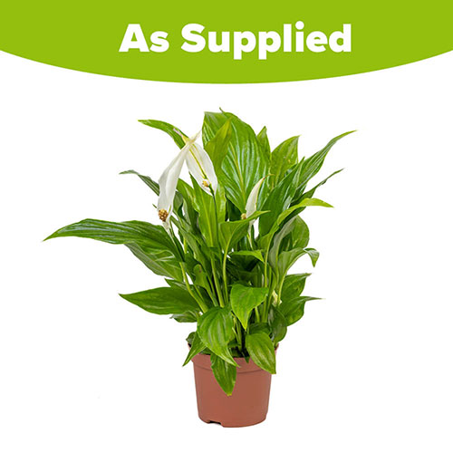 Peace Lily Spathiphyllum Cupido Peace Lily Spathiphyllum Cupido
