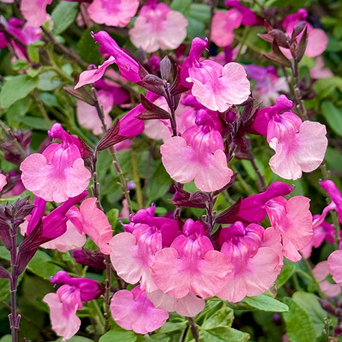 Salvia Peach Melba Salvia Peach Melba