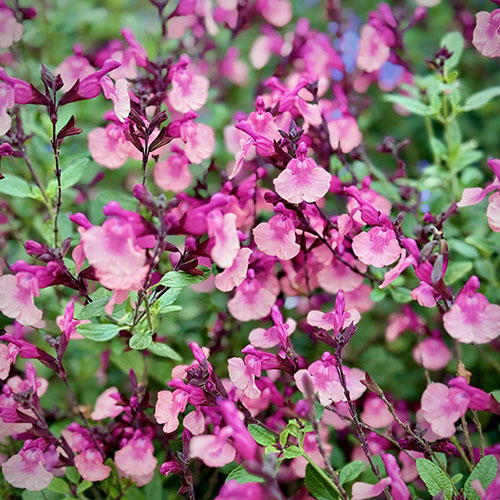 Salvia Peach Melba Salvia Peach Melba