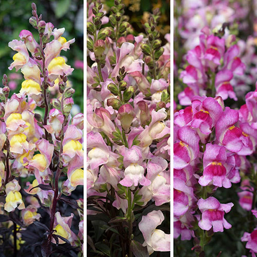 Antirrhinum Snap in Black mix 