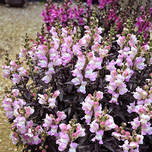 Antirrhinum Snap in Black mix 