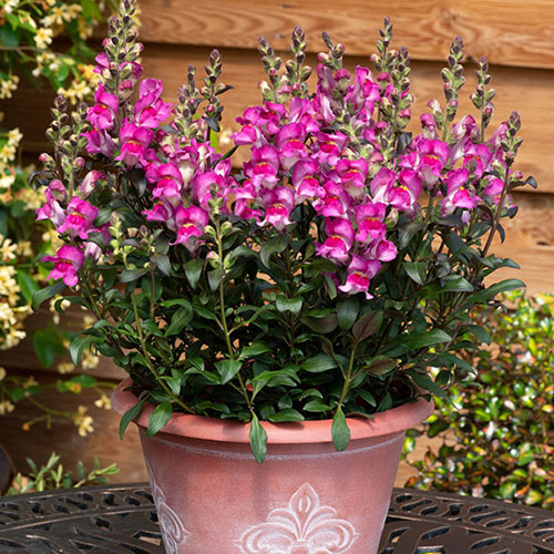 Antirrhinum Snap in Black mix 