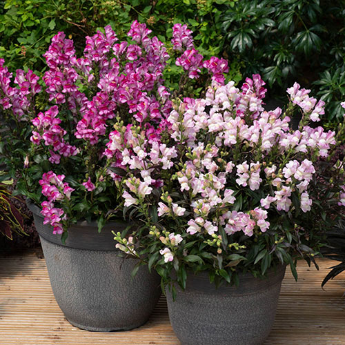 Antirrhinum Snap in Black mix 