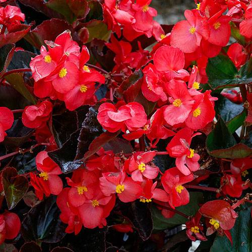 Begonia Megawatt Rose Bronze Leaf Begonia Megawatt Rose Bronze Leaf