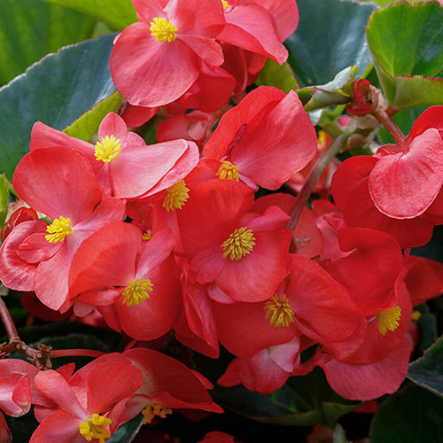 Begonia Megawatt Rose Bronze Leaf Begonia Megawatt Rose Bronze Leaf