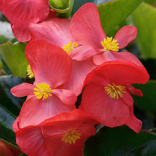 Begonia Megawatt Rose Bronze Leaf Begonia Megawatt Rose Bronze Leaf