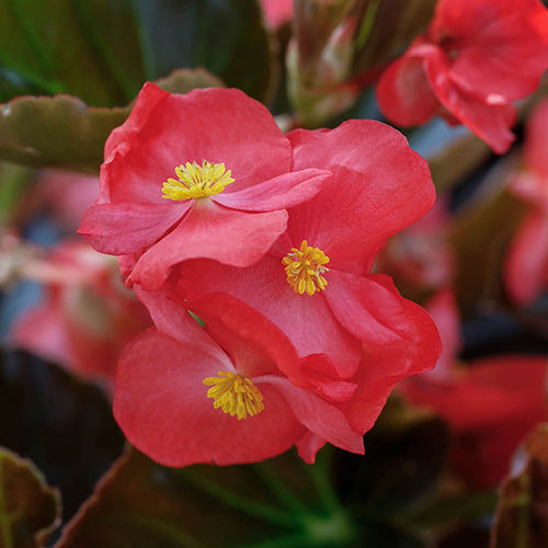 Begonia Megawatt Rose Bronze Leaf Begonia Megawatt Rose Bronze Leaf