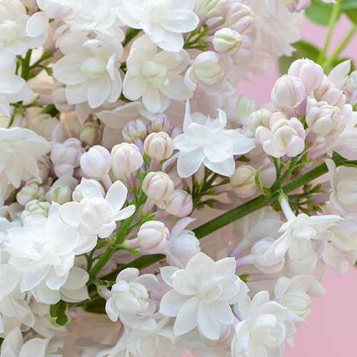 Lilac Beauty of Moscow Lilac Beauty of Moscow