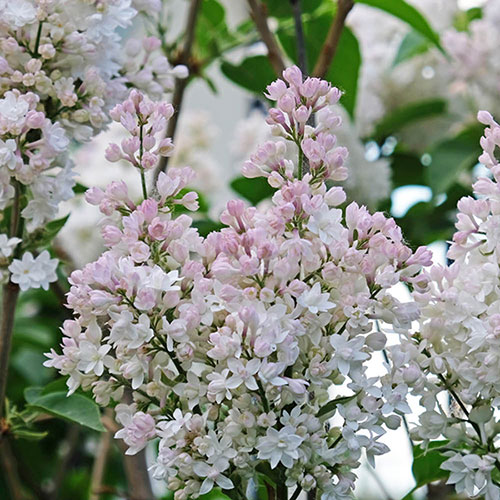 Lilac Beauty of Moscow Lilac Beauty of Moscow