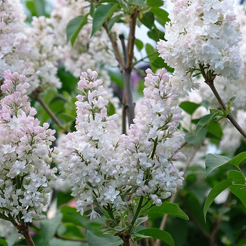 Lilac Beauty of Moscow Lilac Beauty of Moscow