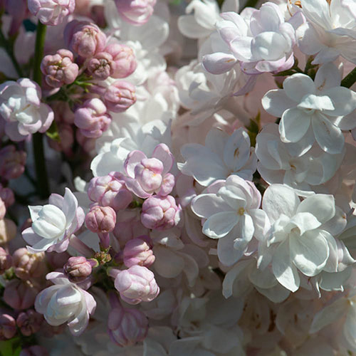 Lilac Beauty of Moscow Lilac Beauty of Moscow