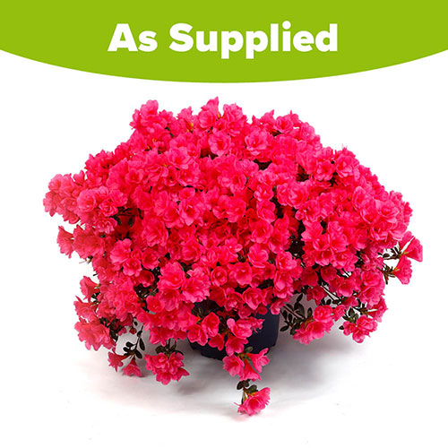 Azalea cascadula Bright Fuchsia Azalea cascadula Bright Fuchsia