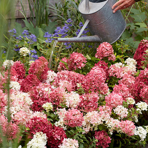 Hydrangea Groundbreaker Ruby