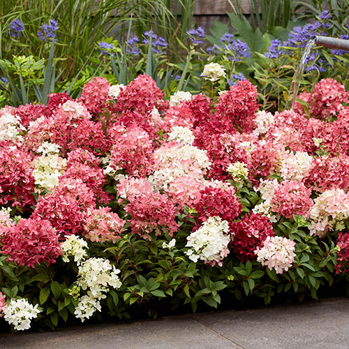 Hydrangea Groundbreaker Ruby