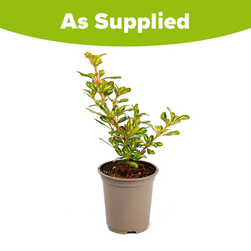 Coprosma Lemon and Lime
