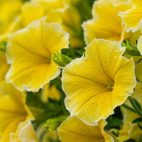 Petunia Bees Knees 