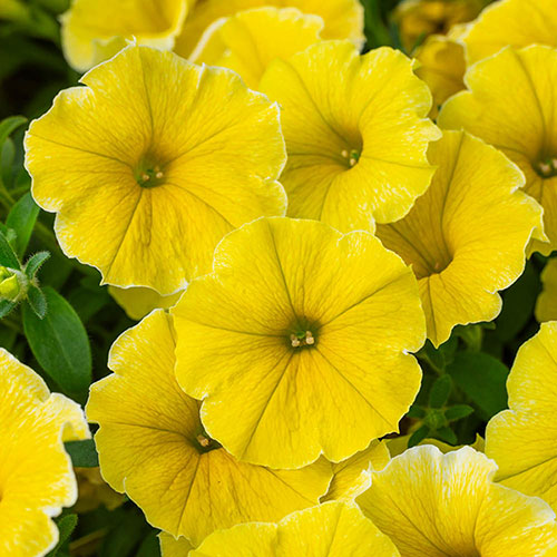 Petunia Bees Knees 