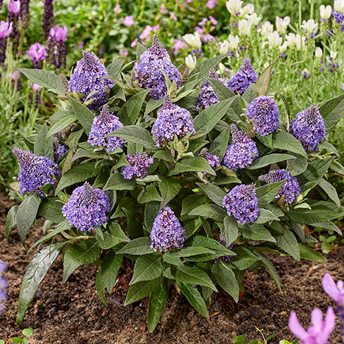 Buddleia Little Rockstars Blue
