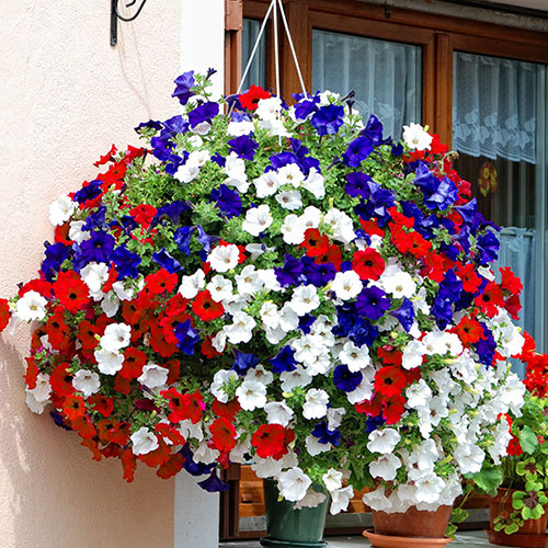 Pre-Planted Patriotic Mix Hanging Baskets