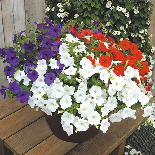Pre-Planted Patriotic Mix Hanging Baskets