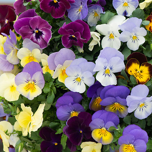 Pre-Planted Pansy Cool Wave Hanging Baskets