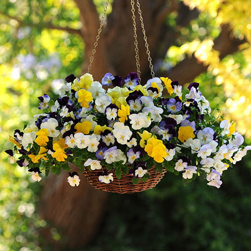 Pre-Planted Pansy Cool Wave Hanging Baskets