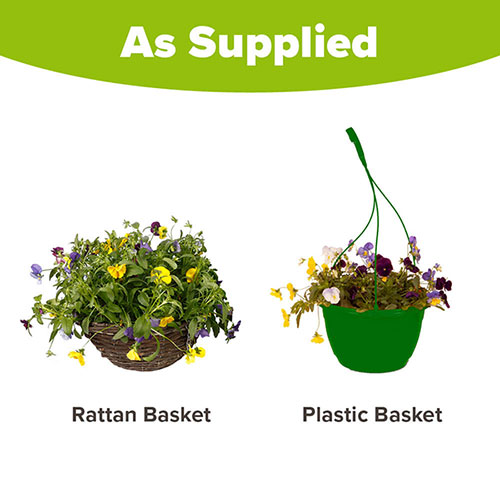 Pre-Planted Pansy Cool Wave Hanging Baskets
