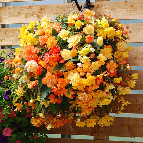 Pre-Planted Begonia Apricot Fiery Shades Hanging Baskets