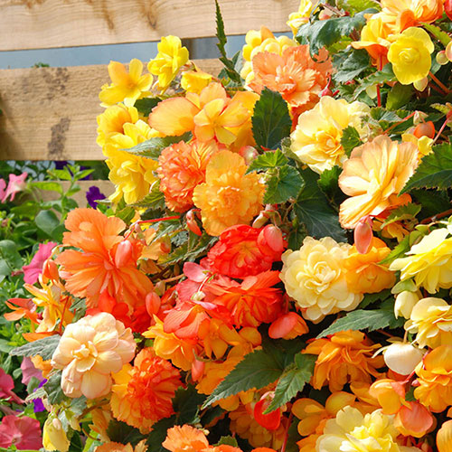 Pre-Planted Begonia Apricot Fiery Shades Hanging Baskets