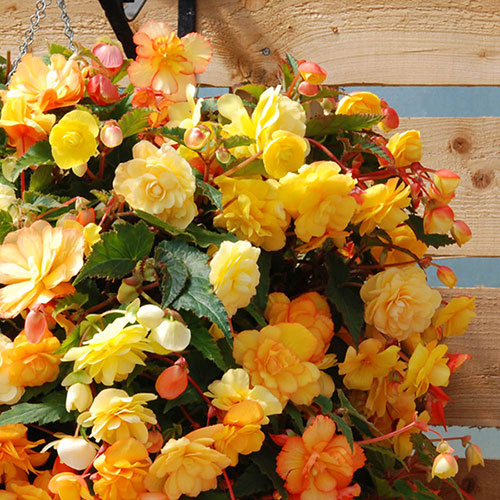 Pre-Planted Begonia Apricot Fiery Shades Hanging Baskets
