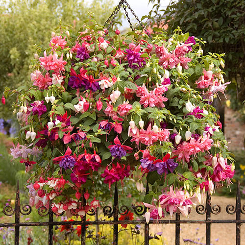 Pre-Planted Fuchsia Trailing Hanging Baskets