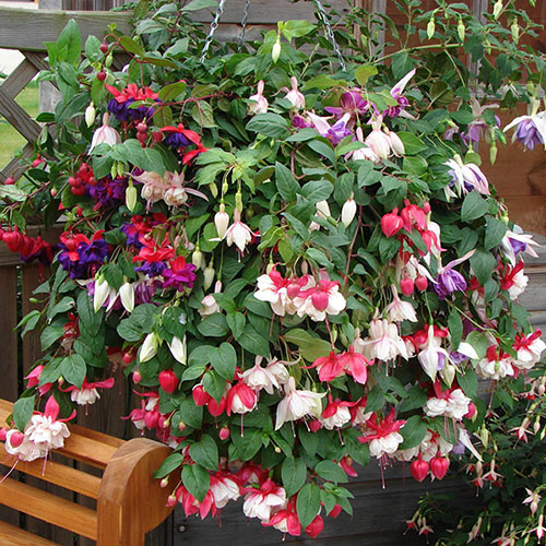 Pre-Planted Fuchsia Trailing Hanging Baskets