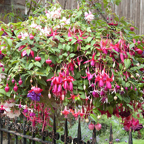 Pre-Planted Fuchsia Trailing Hanging Baskets