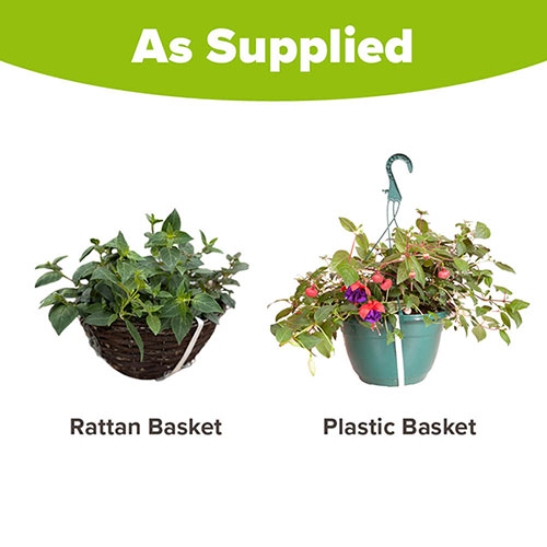 Pre-Planted Fuchsia Trailing Hanging Baskets