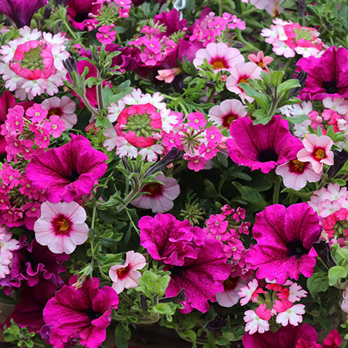 Pre-Planted Eton Mess Hanging Baskets