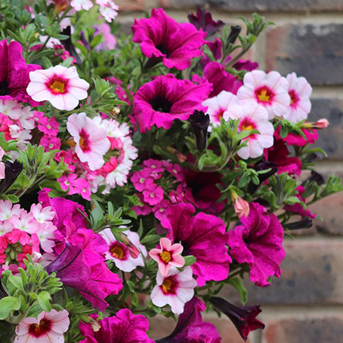 Pre-Planted Eton Mess Hanging Baskets