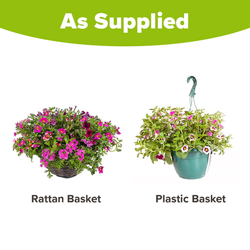 Pre-Planted Eton Mess Hanging Baskets