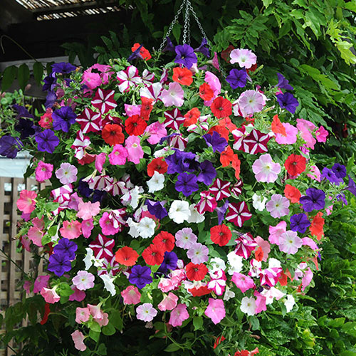 Pre-Planted Petunia Wave Mix Hanging Baskets