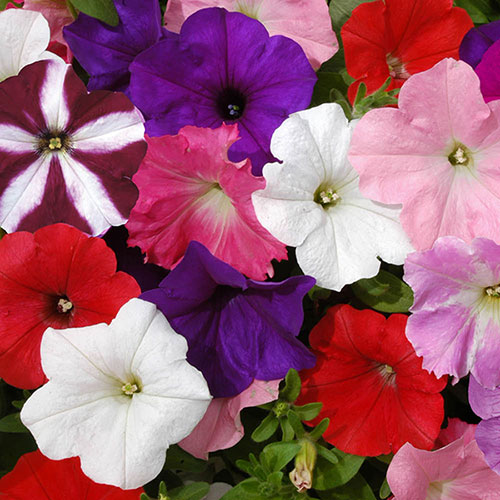 Pre-Planted Petunia Wave Mix Hanging Baskets