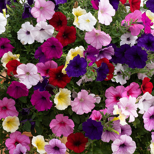 Pre-Planted Petunia Wave Mix Hanging Baskets
